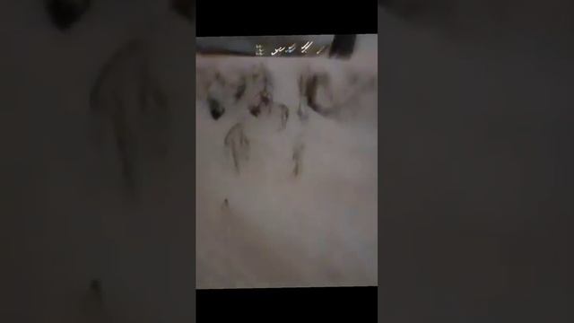 прогулка по холму в Екатеринбурге с беркутом + описание смотреть онлайн