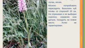 Дикорастущие декоративные растения. Ятрышник пятнистый, (Orchis maculata). (Орхидные) Orchidaceae.