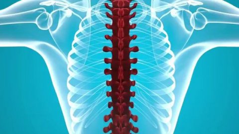 Здоровье позвоночника
