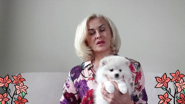 Померанский шпиц девочка
