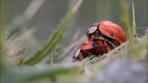 Ladybug (Coccinellidae) and Ladybird (Coccinella septempunctata) Insect Animal