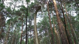 Парк динозавров. Екатеринбург. 004. Апатозавр.