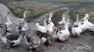 САМАЯ ОГРОМНАЯ ПОРОДА ГУСЕЙ! ГУСИ ВЕЛИКАНЫ! МУСКУСНЫЕ УТЯТА! ЦЕСАРКИ И КУРЫ