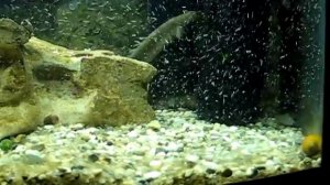 полиптерусы vs чернополосые цихлазомы-альбиносы