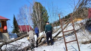 Ещё Дружба што-ли!?! - Да! Пилим большое дерево. 20 минут рёва пилы!!! Просмотр требует терпения ?