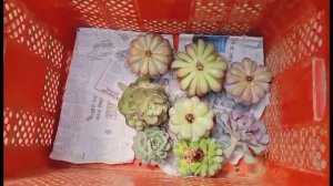 HOW DO WE  AIR DRY SUCCULENTS  INSIDE THE GREENHOUSE?