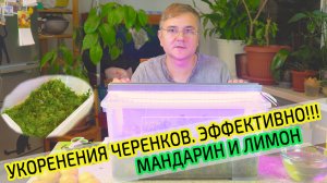 Укоренение бесплатных черенков лимона и мандарина в тепличке во мху сфагнум. Что из этого выйдет?