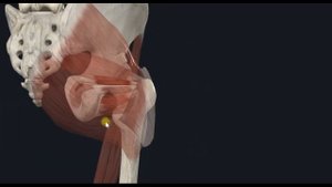 Верхняя и нижняя близнецовые мышцы (mm. gemellus superior et inferior) 3D Анатомия