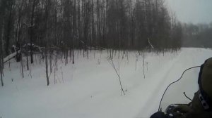 Прогулка по лесу на снегоходе