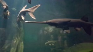 Аквариум с очень большими рыбками  ))