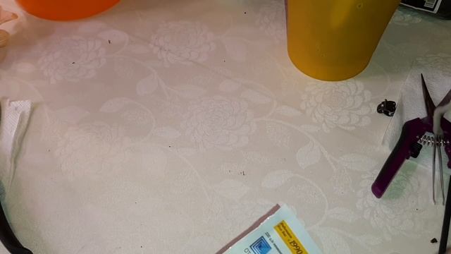 Ржавые Пятна на Листьях Орхидеи | Лечение, Деление и Посадка Орхидеи | Phal. Cream Bistro смотреть онлайн