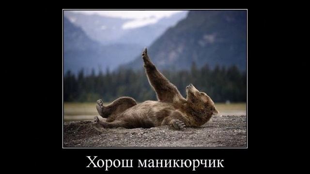Веселые картинки. Смешные приколы с медведями. смотреть онлайн