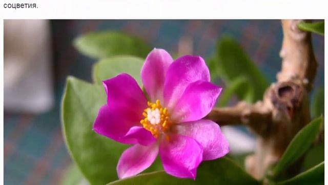 Переския – удивительный лиственный кактус смотреть онлайн