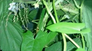 Кто такой стрекочет ночью? Думал это саранча, а оказалось кузнечик! :)