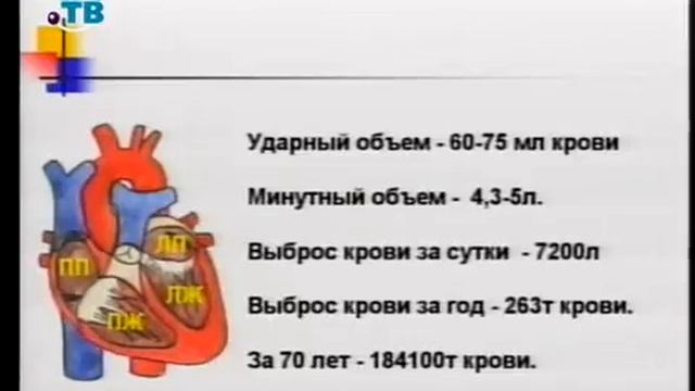 Здоровье. Передача 2. Строение и функции сердечно-сосудистой системы