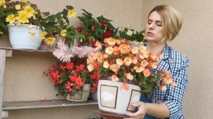 Бегонии  в сентябре