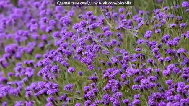 Мечты сбываются