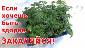 Рассада томатов вытянулась- что делать. Простые решения против вытягивания рассады томатов без химии
