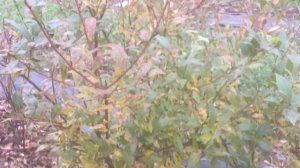 ЖИЗНЬ в ГЛУХОЙ ДЕРЕВНЕ. БЕЛАРУСЬ  Голубика Пинк Лимонад и подкормки органическими удобрениями