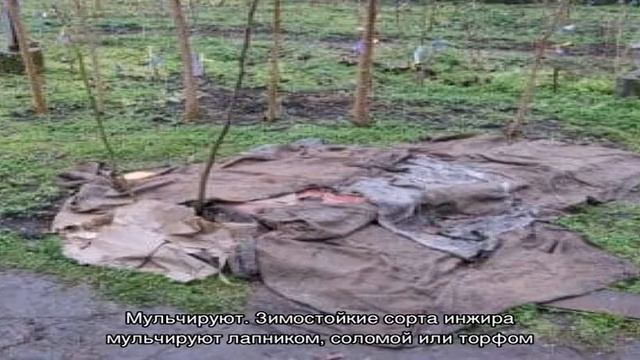 Пошаговая инструкция, как укрыть инжир на зиму правильно и подготовить дерево к холодам
