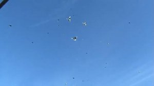 Николаевские голуби Макеевки в гостях у Володи- экспромт