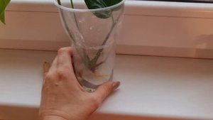 наращивание корней антуриума осенью за 2 недели