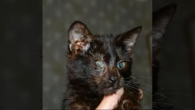 Помогите открыть фонд помощи бездомным животным смотреть онлайн