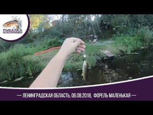 Рыбалка Форель (маленькая) Пеструшка 06.08.2018г. Ленинградская область