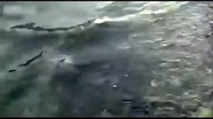 +100500   Джеймс Кот  Эксклюзивный 100500 Макс ПЛЮС 100 500  ПЛЮС 100 500