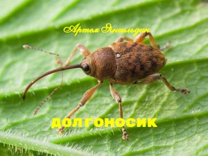 Долгоносик