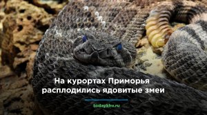 На курортах Приморья расплодились ядовитые змеи