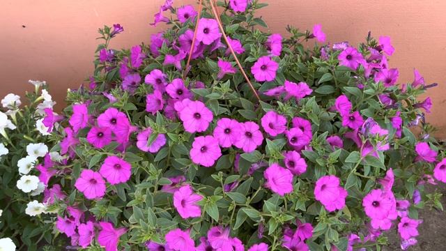 Петуния ВИСТА , четыре расцветки и другие цветы на продажу. смотреть онлайн