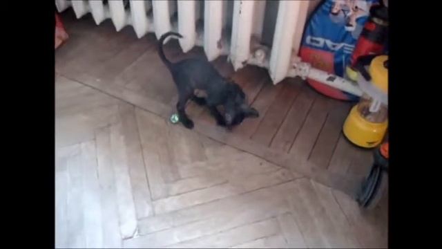 кудрявый кот #КорнишРекс