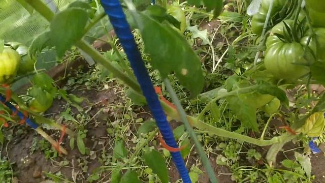 Обрезал листья на томатах в теплицай и на улице смотреть онлайн