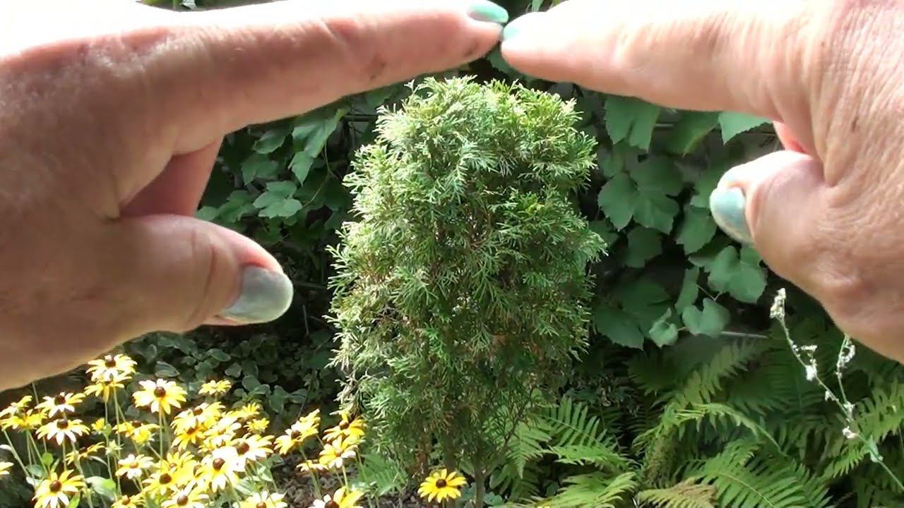 Елочка на штамбе своими руками ! Быстро и просто ! смотреть онлайн