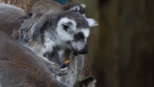 Детский сад в вольере капибар и лемуров 10 12 2020 смотреть онлайн
