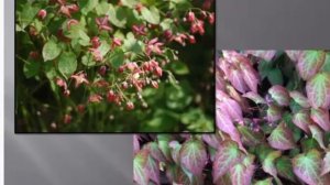 горянка многолетник