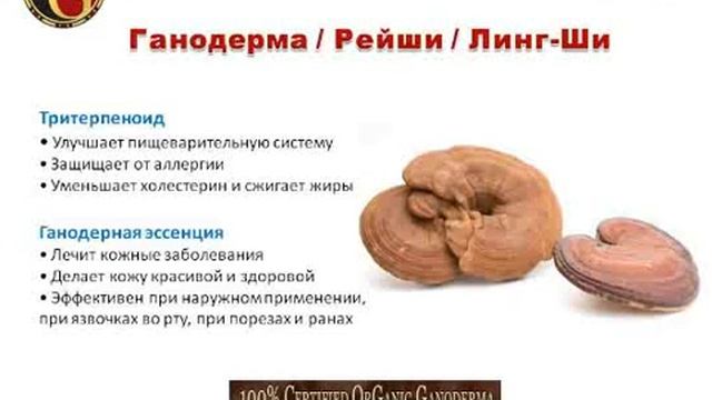 Ганодерма от ORGANO GOLD изменила историю кофе!