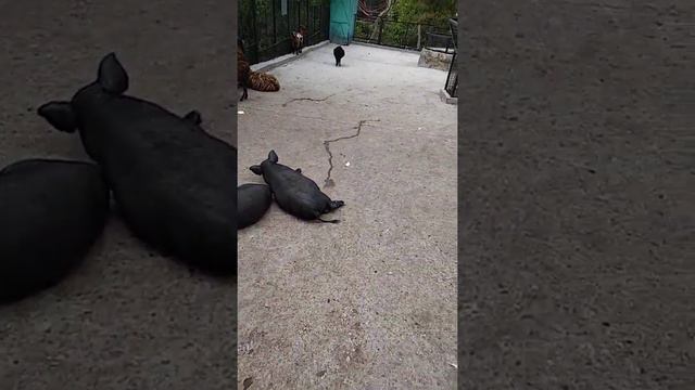 Контактный зоопарк в Крыму "Сказка"