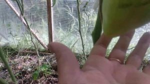 ОБЗОР СОРТА БЕЛОЕ СЕРДЦЕ КИЛЯ | ПОМИДОРЫ, ТОМАТЫ