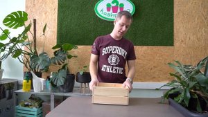 Олений Рог Платицериум Бифуркатум, папоротник для дома
