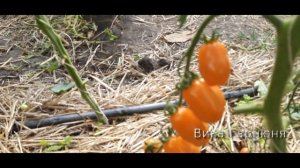 Томат Оранжевый фонтан черри
