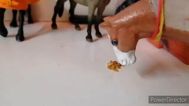 Лошади шляйх играют в игру (ПРАВДА или ДЕЙСТВИЕ)/ Новая пара в КСК. смотреть онлайн