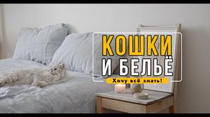 Узнайте, почему кошки прыгают на груды чистого белья или забытые свитера.