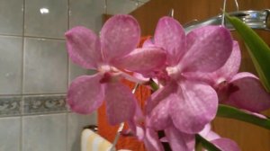 Орхидея Аскоценда Цветение