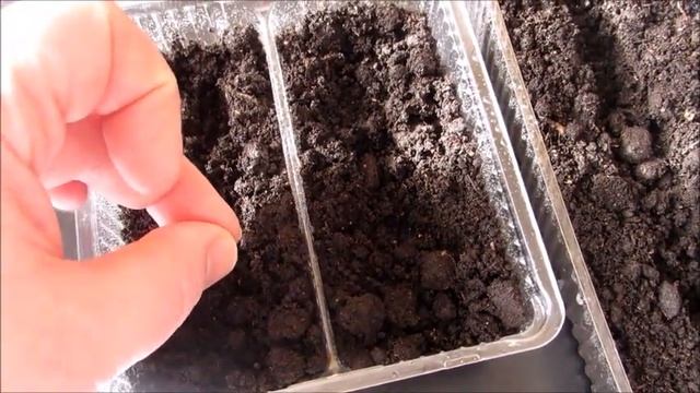 Флокс Друммонда из семян за 1 рубль. Сею Флоксы из семян на рассаду смотреть онлайн