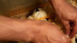 ВСКРЫВАЕМ ЯЙЦА АВСТРАЛИЙСКИХ ПИТОНОВ / С некоторыми что-то пошло не так