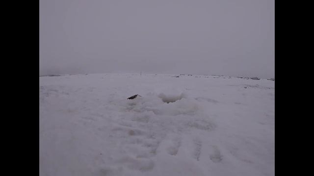 На ТАЙГА ВАРЯГ 550 V за дровами и на рыбалку. Январь 2021 смотреть онлайн