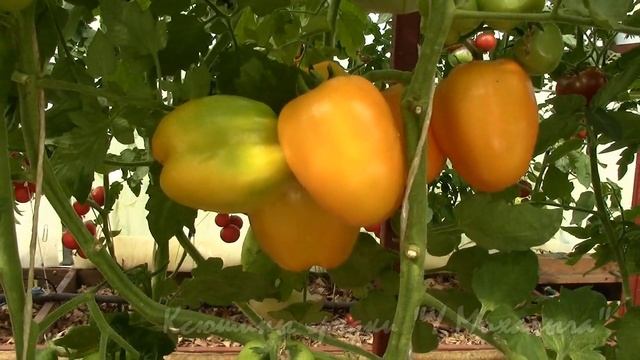 На дворе Август. Томат "Жёлтый стаффер" смотреть онлайн