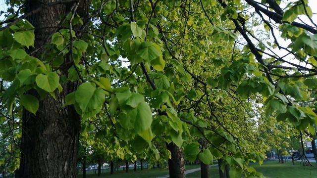 Весна май прогулка по липовой аллее